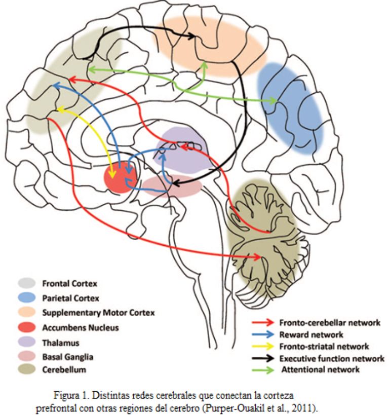 funciones ejecutivas. Conexiones de la corteza prefrontal con otras regiones cerebrales
