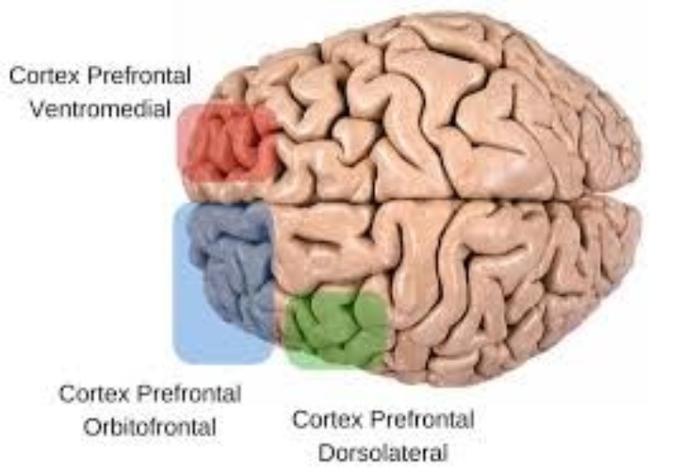 funciones ejecutivas. Áreas funcionales del área prefrontal