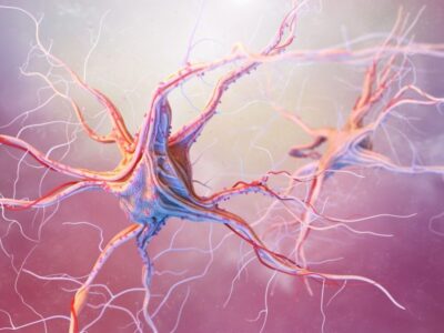 epilepsia, sistema nervioso