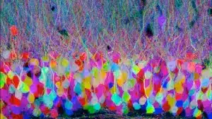 Brainbow: Cómo colorear un cerebro. neuronas coloreadas