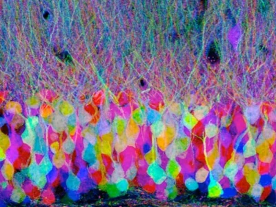 Brainbow: Cómo colorear un cerebro. neuronas coloreadas