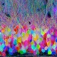 Brainbow: Cómo colorear un cerebro. neuronas coloreadas